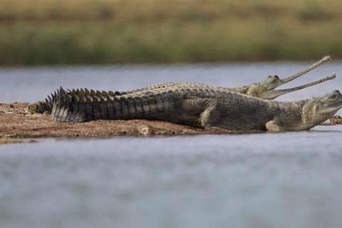 De Deli: Excursão ao Taj Mahal no mesmo dia com Chambal SafariDe Deli: Excursão ao Taj Mahal com tudo incluído com o Chambal Safari