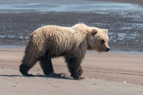 Bear Viewing Tour from Homer, Alaska