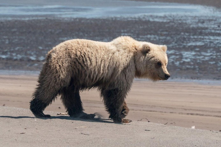 Bear Viewing Tour from Homer, Alaska