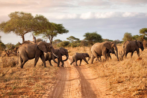 3-Day Tsavo West National Park Saltlick Luxury Safari