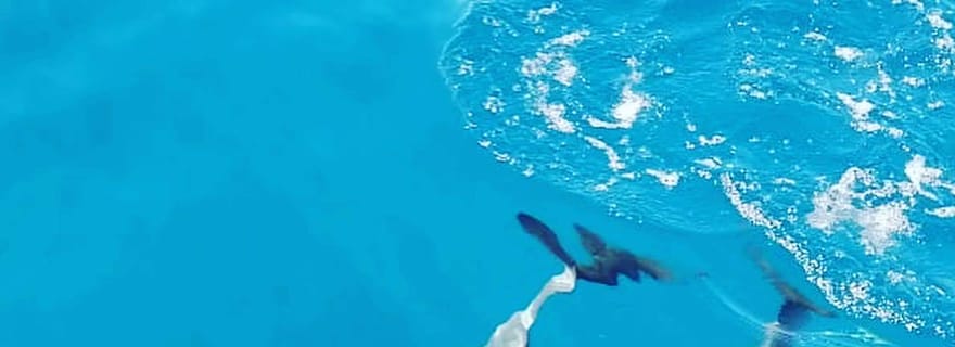 EXCURSION AU LEVER DU SOLEIL AVEC LES DAUPHINS DE L'ÎLE DE MORNE