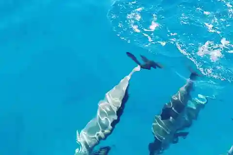 LE MORNE DELFINER SOLUPPGÅNGSTUR