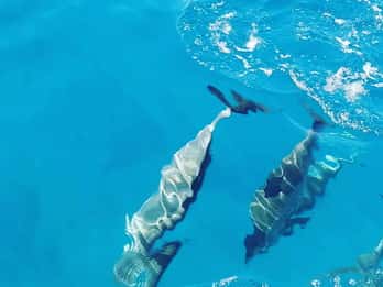 LE MORNE DOLPHINS SOLOPPGANGSTUR