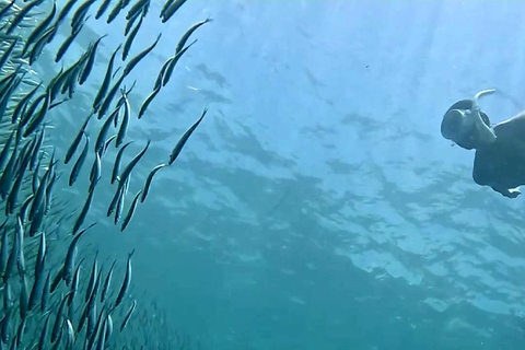 Cebu: Oslob Whale Sharks, Aguinid Falls & Moalboal Snorkling Shared Tour Option