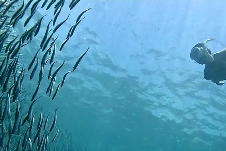 Cebu: Oslob Whale Sharks, Aguinid Falls & Moalboal Snorkling Shared Tour Option