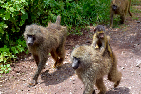 Arusha: Ngorongoro Crater Full-Day Safari Ngorongoro Crater: Full Day Safari