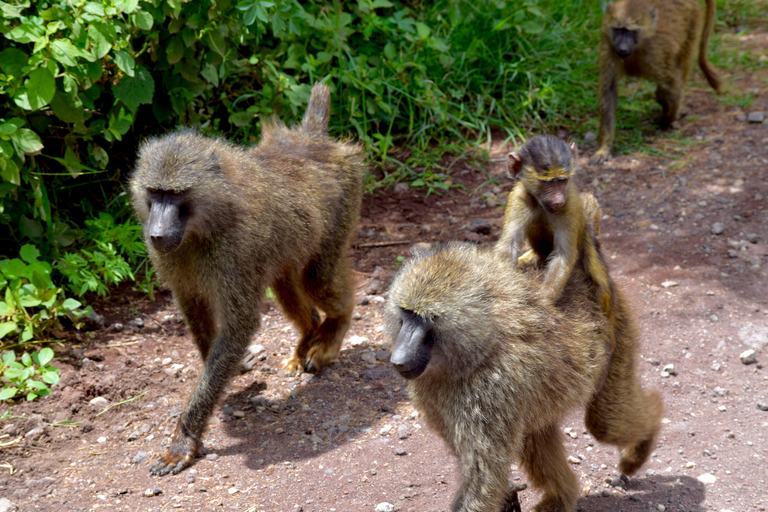 Arusha: Ngorongoro Crater Full-Day Safari Ngorongoro Crater: Full Day Safari