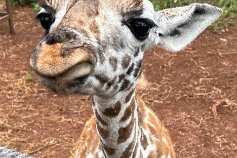 Nairobi: Giraffe Feeding & Photography Experience