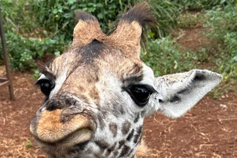 Nairobi: Giraffe Feeding & Photography Experience