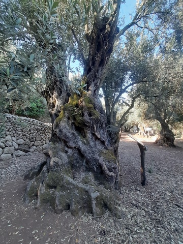 Soller, Sightseeing tour of 1,000-year-old olive trees. Sampling of oil and local products