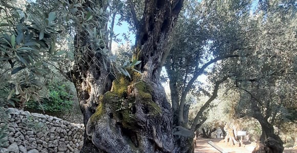 Soller, Sightseeing-Tour zu jahrtausendealten Olivenbäumen. Verkostung von Öl und lokalen Produkten