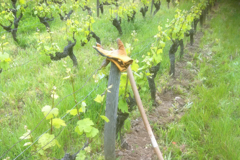 Amboise: Bike ride through the vineyards (wine guide, natural wine) Amboise: Bike getaway in the vineyards (wine guide, natural wine)