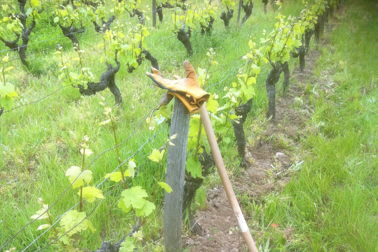 Amboise: Bike ride through the vineyards (wine guide, natural wine) Amboise: Bike getaway in the vineyards (wine guide, natural wine)