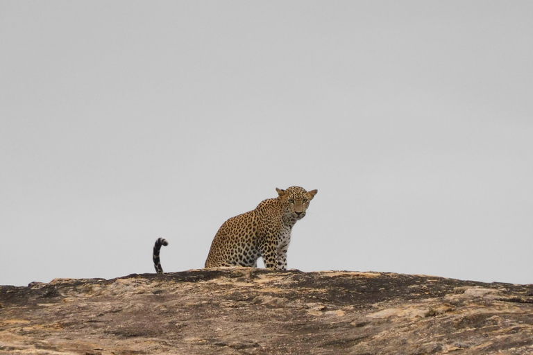 Yala Safari: High-Luxury PRIVATE Tours with Entry Tickets Half Day (6 hours) Safari PRIVATE Tours morning or afternoon