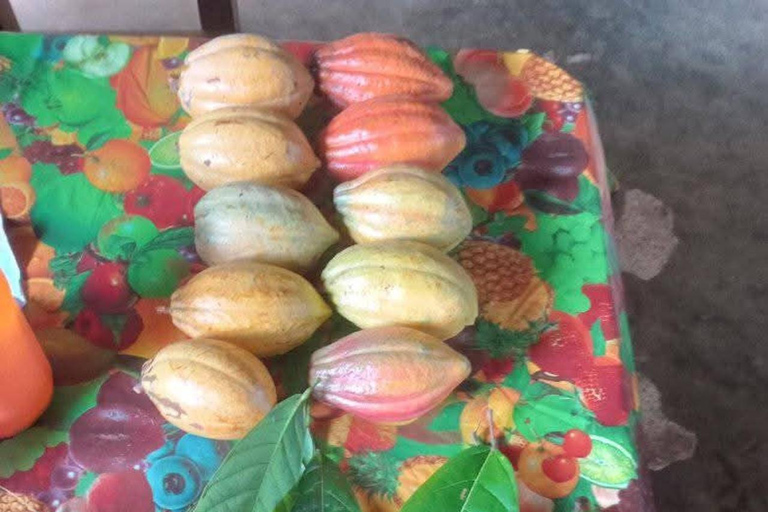 Indigenous Cacao Tour in Bocas del Toro