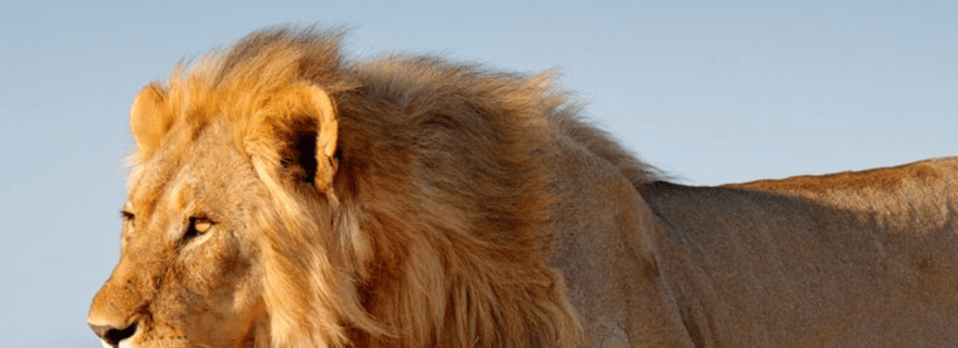 Rencontres avec la faune d'Etosha sur 3 jours