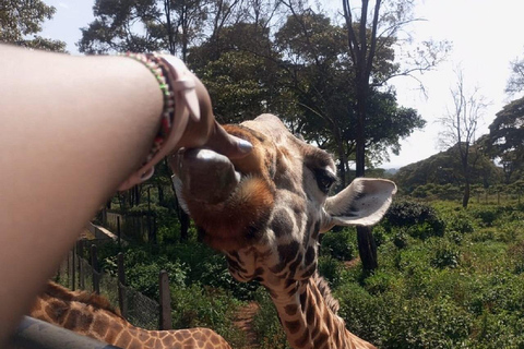 Parco nazionale di Nairobi, orfanotrofio degli elefanti e centro delle giraffeParco Nazionale di Nairobi, DSWT e Centro delle Giraffe senza ingresso