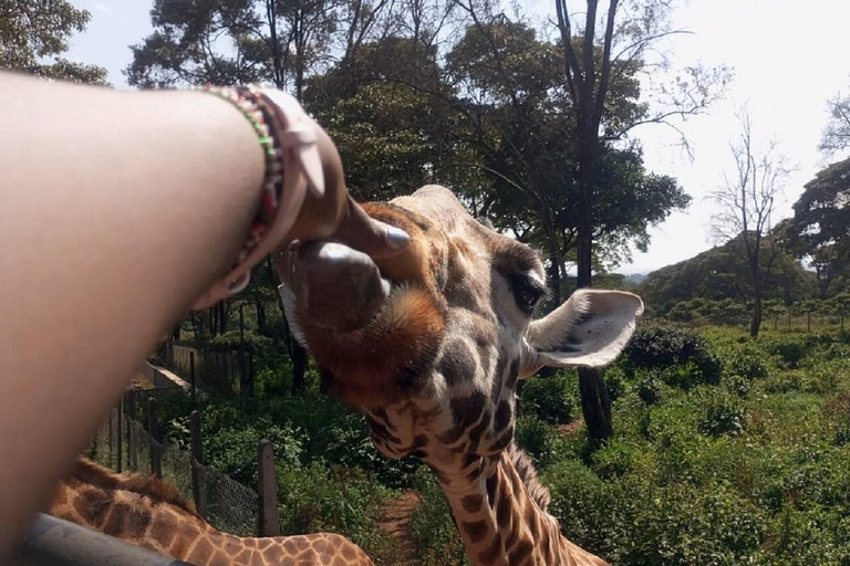 Parco nazionale di Nairobi, orfanotrofio degli elefanti e centro delle giraffeParco Nazionale di Nairobi, DSWT e Centro delle Giraffe senza ingresso