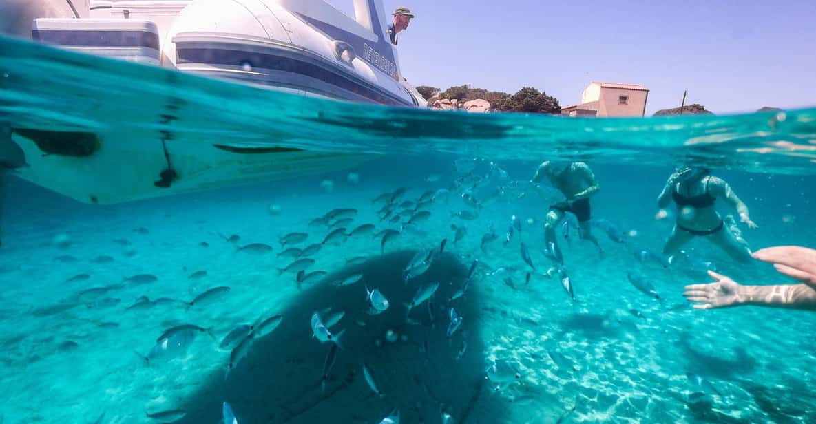 HalfDay Boat &Snorkeling tour to La Maddalena GetYourGuide