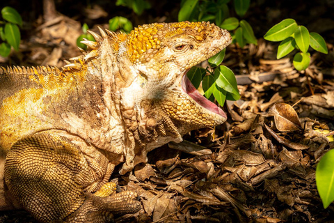 Affordable Galapagos 8 Days Tour