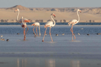 Dakhla une semaine de Kitesurf avec hébergement de 7 nuits - Hizvo