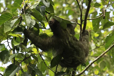 Costa Rica : Observation des paresseux et café, chocolat et sucre...
