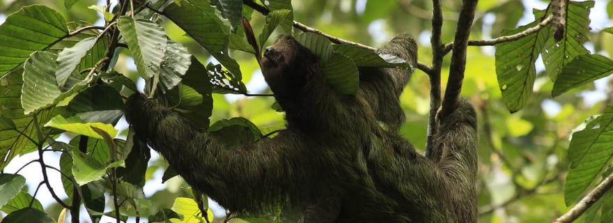 Costa Rica : visite des paresseux et découverte du café, du chocolat et de la canne à sucre