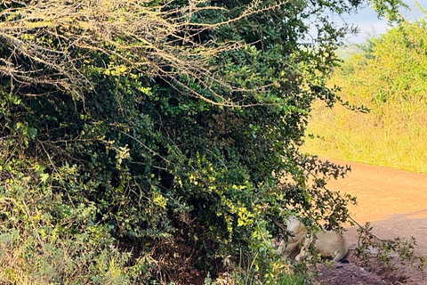 Nairobi National Park Half-Day Guided Safari (4–5 Hours) Nairobi National Park Half-Day Shared Guided Safari