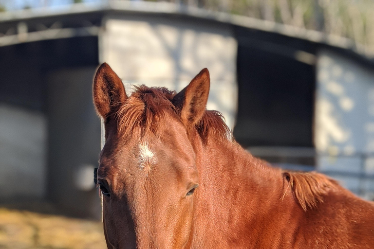Passeio a cavalo no Monte VesúvioDe Pompéia: Passeio a cavalo pelo Monte Vesúvio