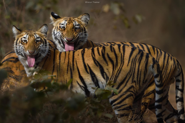 From Jaipur: Ranthambore National Park Day Trip with Safari Jaipur to Ranthambore Morning Safari Starts Between 6am-7am