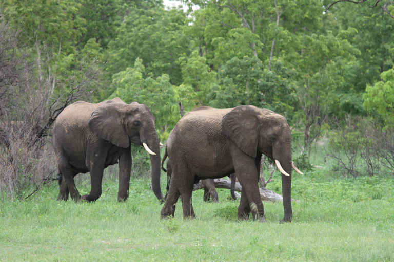 Victoria Falls: Safari game drive tour 3 hours