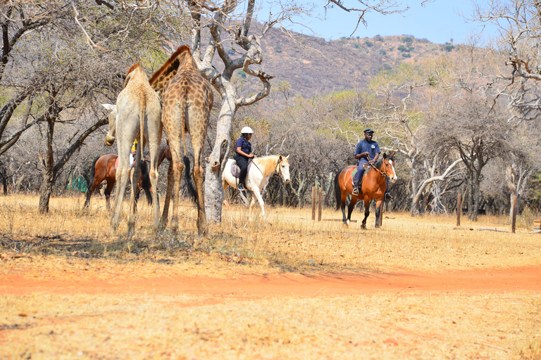 Magaliesberg Horseback Wildlife Safari From Johannesburg