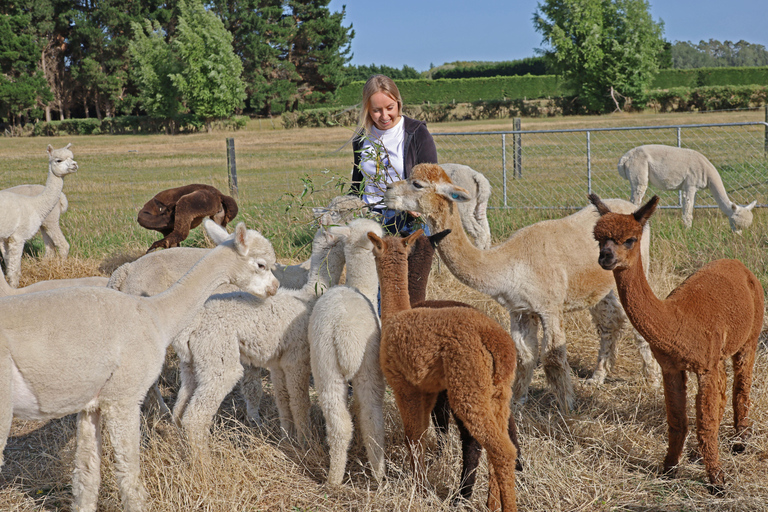 From Christchurch: Alpaca Farm Tour with Feeding and Guide