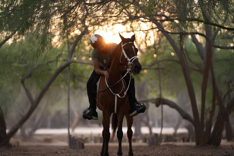 阿布扎比：胡代里亚特岛骑马体验与马共游