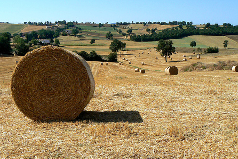 Excursión de un día a Asís y Orvieto desde Roma