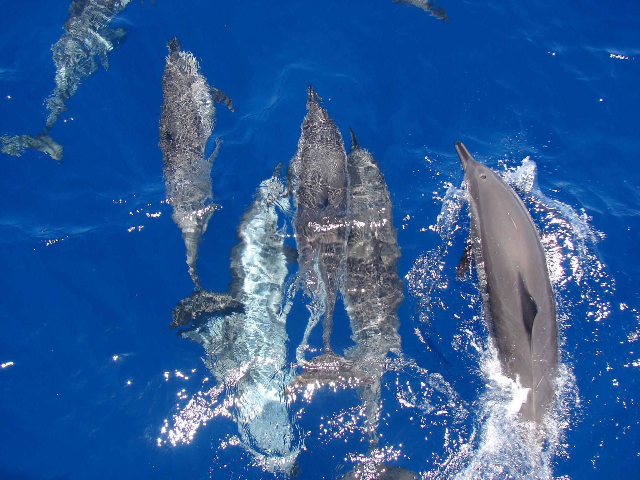 Hurghada: All-inclusive Elite VIP Dolphin House & Massage
