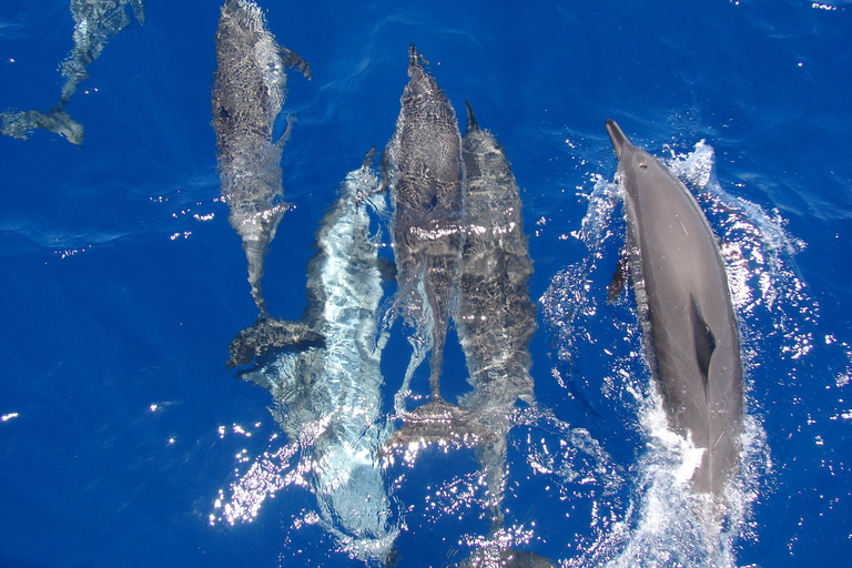 Hurghada: All-Inclusive Elite VIP Dolphin House & Massage Including Transfer from Hurghada