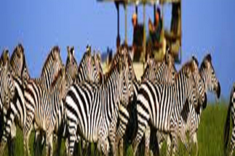 Amazing 8-Days Tour Tarangire &amp; Serengeti Tanzania Safari