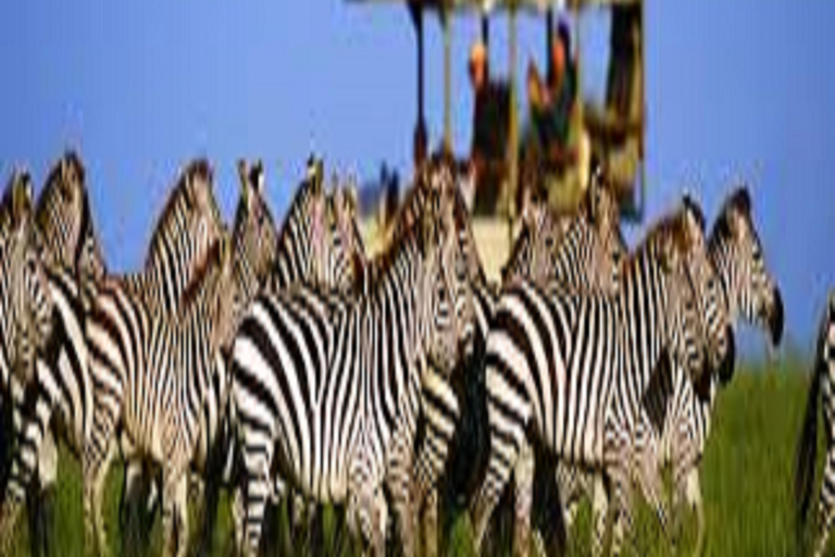 Perfecte 2-daagse safari in Tanzania: Tarangire &amp; Ngorongoro Tour