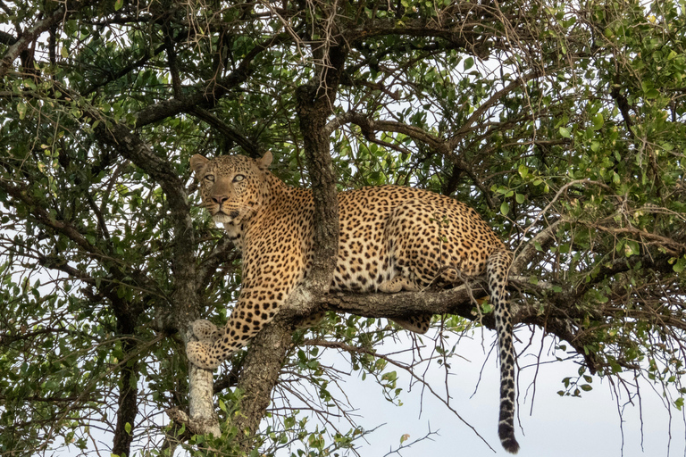 Tansania: 4-tägige private Lodge-Safari mit Unterkunft