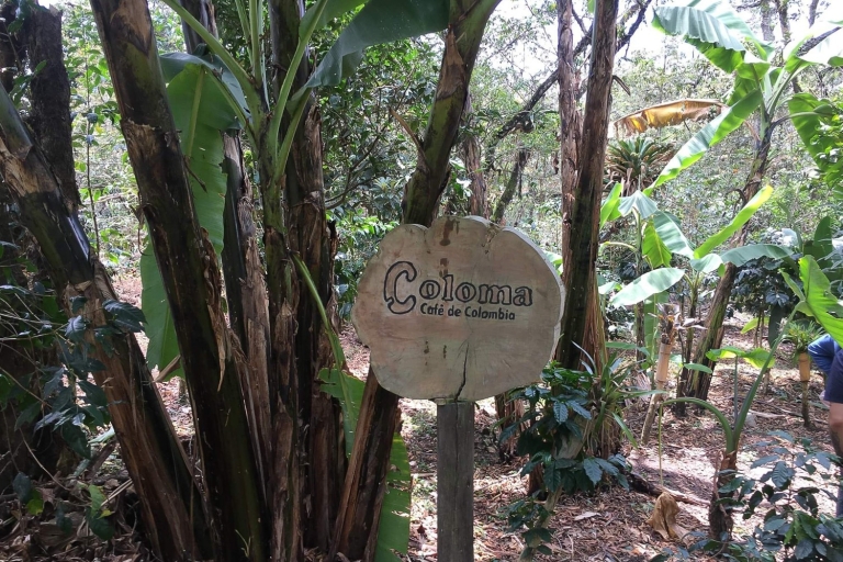 Z Bogoty: prywatna wycieczka do La Coloma Coffee Farm