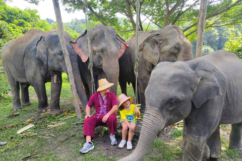 4 Experiences: Elephants, Sticky waterfalls, Market &amp; templeElephants: Sticky waterfalls: Local Market: Wat Banden