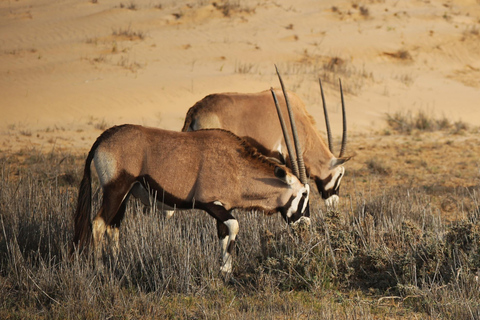 From Swakopmund: Sandwich Harbour Guided Tour