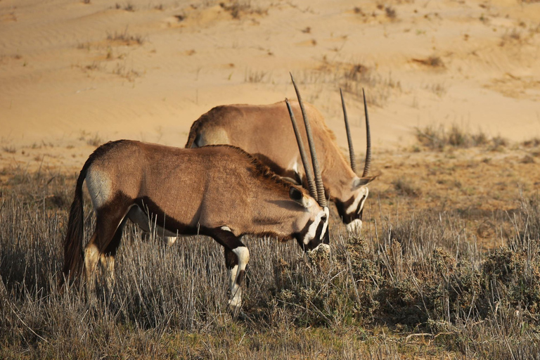 From Swakopmund: Sandwich Harbour Guided Tour