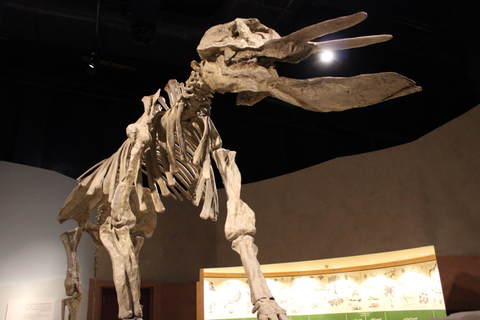 Souk Al Zal, The National Museum, and Murabba Palace Tour