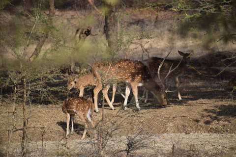 5 nätter 6 dagar Golden Triangle Indien Tour med RanthamboreRundresa endast med bil och förare