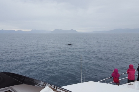 Reykjavik: Walbeobachtung & Luxusyacht-Kreuzfahrt mit PapageientauchernTour mit Treffpunkt