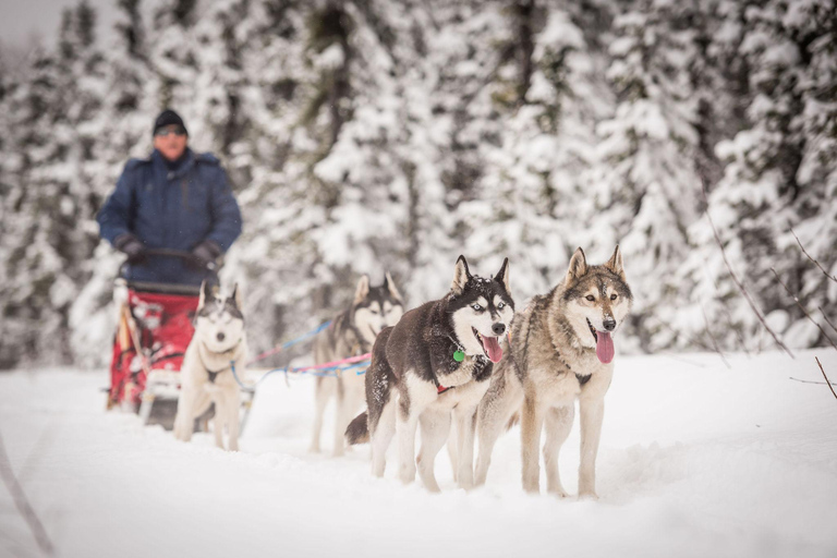 Fairbanks, AK : visite d&#039;une jounée &quot;Conduisez votre propre attelage de chiens&quot;.