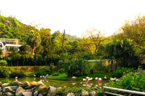 Macau: Private Tour with Red Panda and Fun Vegetarian Lunch