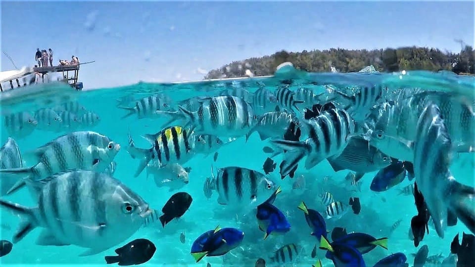 Split-level photo: shoals of striped sergeant majors and bright blue surgeonfish in shallow turquoise water, a boat and a wooded island on the horizon above